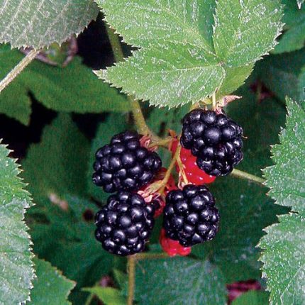 Rubus 'Black Satin' Blackberry