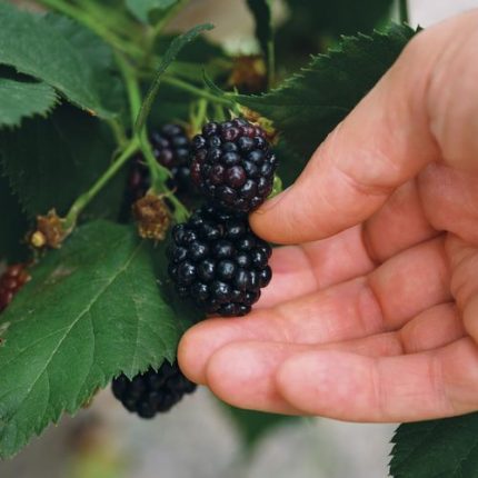 Rubus 'Black Satin' Blackberry