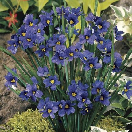 Lucerne Blue-Eyed Grass