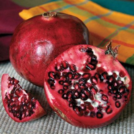 Punica Favorite Pomegranate