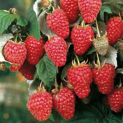 Rubus 'Heritage' Raspberry