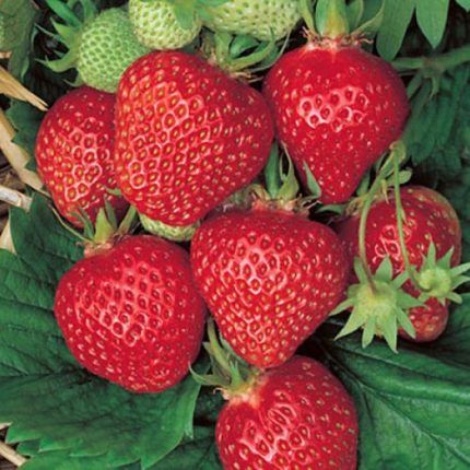 Fragaria 'Quinault' Strawberry
