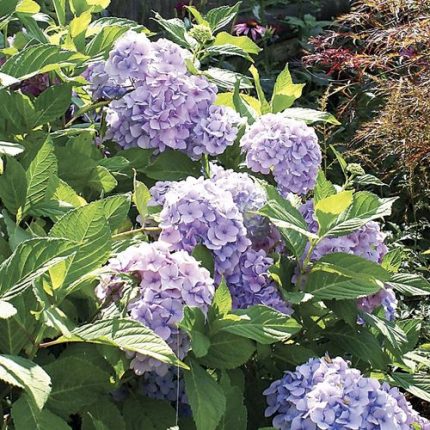 Hydrangea 'Nikko Blue'