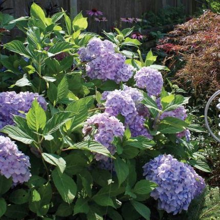 Hydrangea 'Nikko Blue'