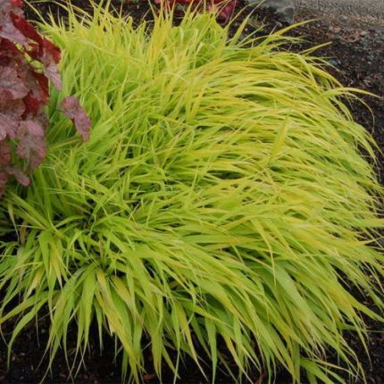 Hakonechloa 'All Gold'