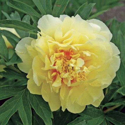 Paeonia  Itoh 'Bartzella'