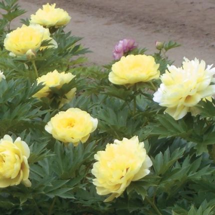 Paeonia  Itoh 'Bartzella'