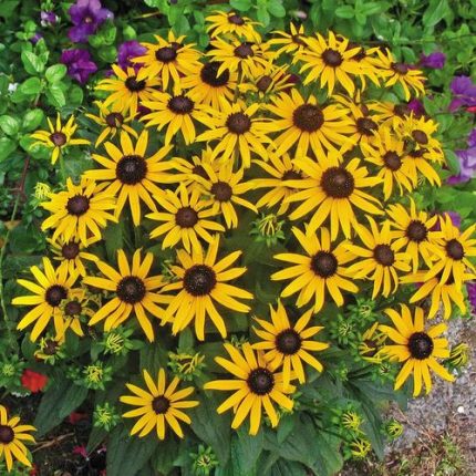 Rudbeckia 'Little Goldstar'