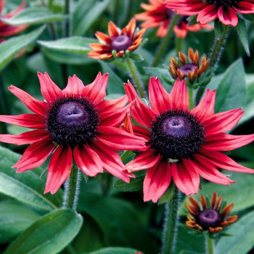 Rudbeckia 'Cherry Brandy'