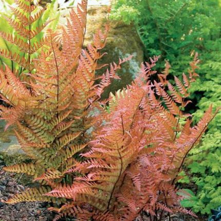 Dryopteris 'Brilliance' Autumn Fern