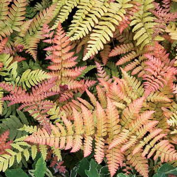 Dryopteris 'Brilliance' Autumn Fern