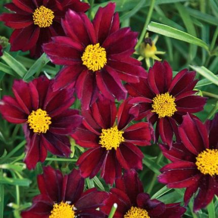 Coreopsis Big Bang 'Mercury Rising'