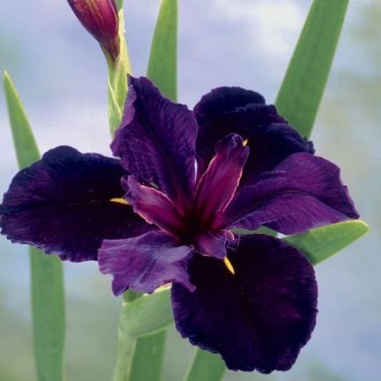 Iris 'Black Gamecock'