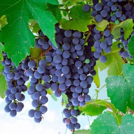 Vitis 'Concord' Grape