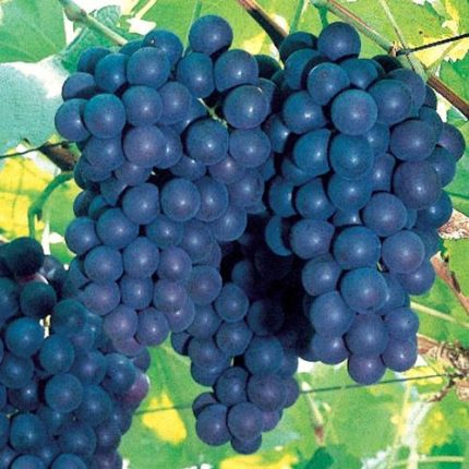 Vitis 'Concord' Grape