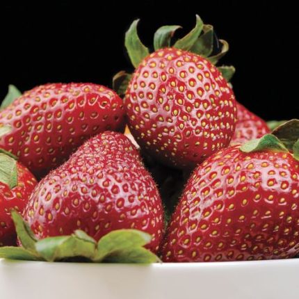 Fragaria 'Jewel' Strawberry