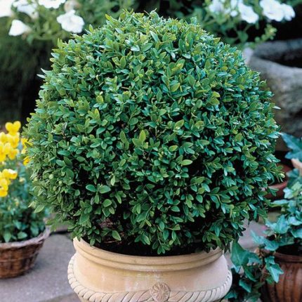 Green Velvet Boxwood