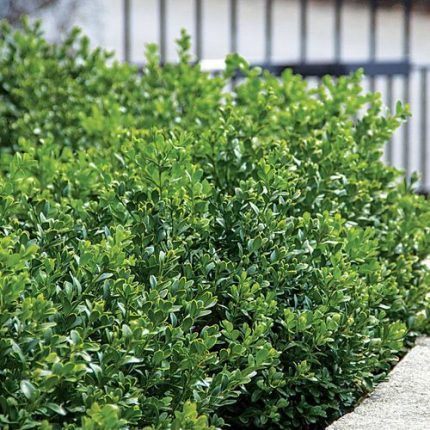 Green Velvet Boxwood