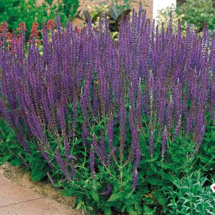 Salvia 'East Friesland' Ornamental Sage