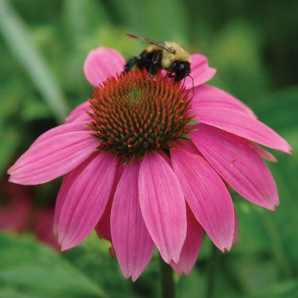 Echinacea PowWow Wild Berry Coneflower