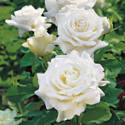 Pope John Paul II Hybrid Tea Rose