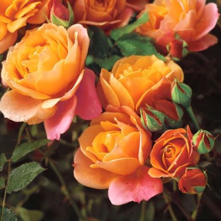 Disneyland Floribunda Rose