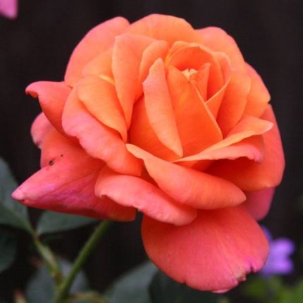 Disneyland Floribunda Rose