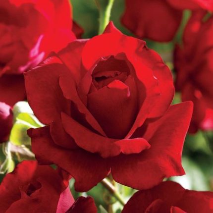 Black Cherry Floribunda Rose