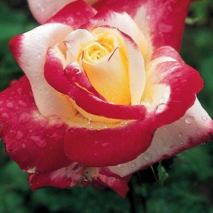 Double Delight Hybrid Tea Rose