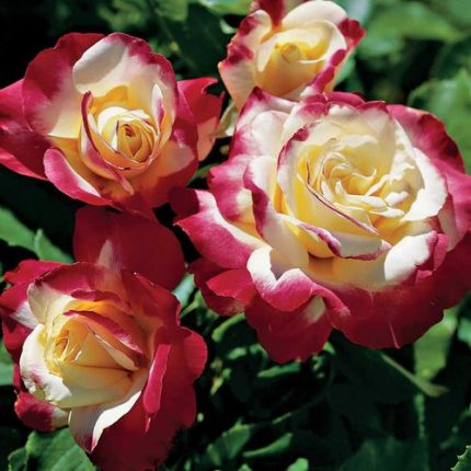 Double Delight Hybrid Tea Rose