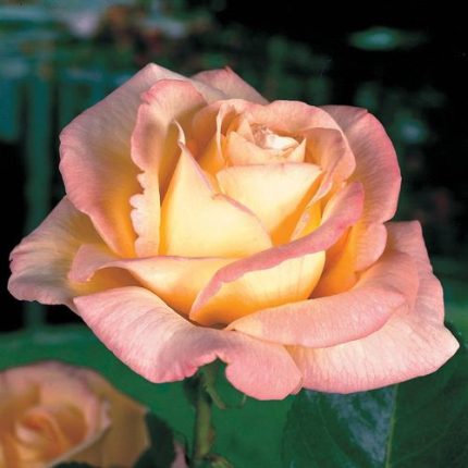 Peace Hybrid Tea Rose