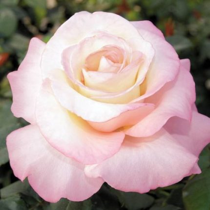 Crescendo Hybrid Tea Rose