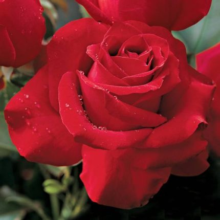 Veterans' Honor Hybrid Tea Rose