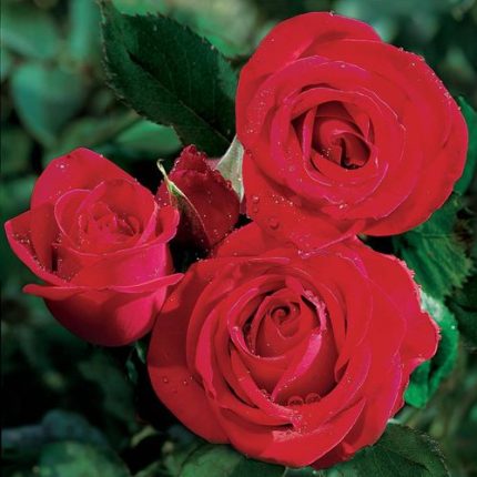 Veterans' Honor Hybrid Tea Rose