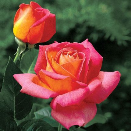 Summer Nights Hybrid Tea Rose