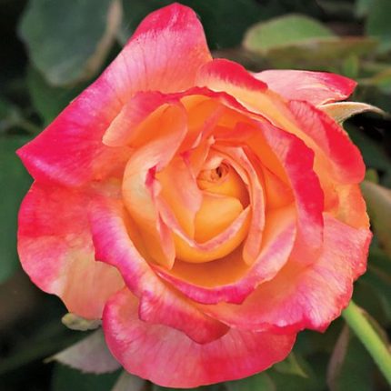 Summer Nights Hybrid Tea Rose