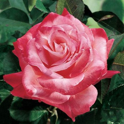 Brigadoon Hybrid Tea Rose