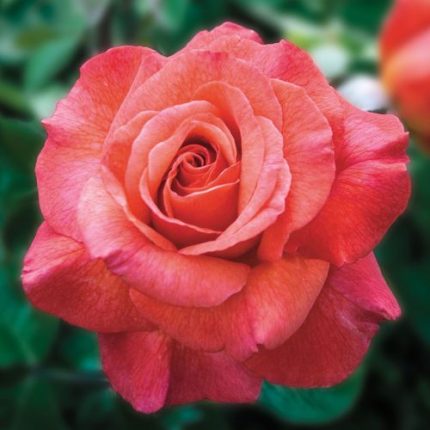 Sedona Hybrid Tea Rose