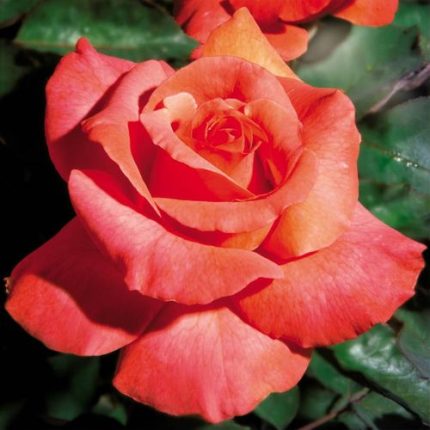 Sedona Hybrid Tea Rose