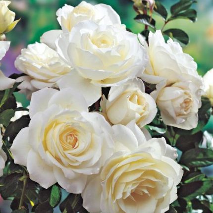 Moondance Floribunda Rose