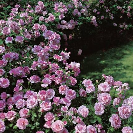 Fragrant Lavender Simplicity Hedge Rose