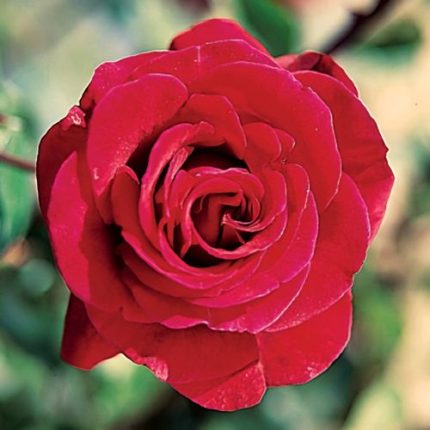 Don Juan Climbing Rose