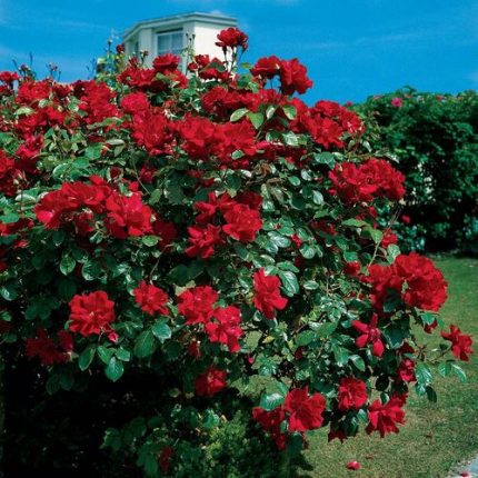 Don Juan Climbing Rose