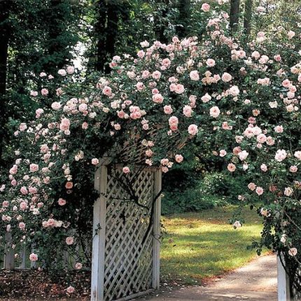 New Dawn Climbing Rose