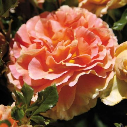 Caribbean Breeze Floribunda Rose