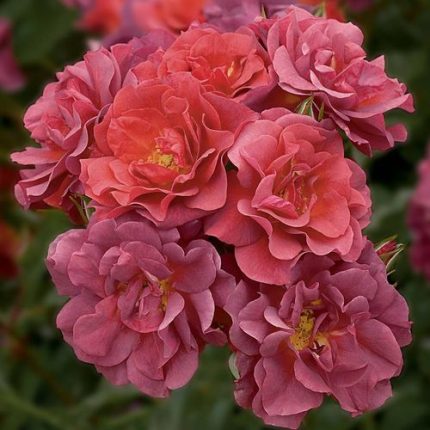 Cinco de Mayo Floribunda Rose