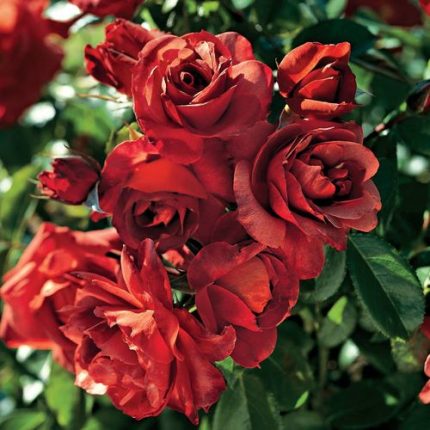 Hot Cocoa Floribunda Rose