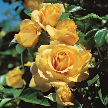 Julia Child Floribunda Rose