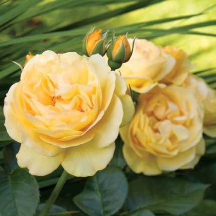 Julia Child Floribunda Rose