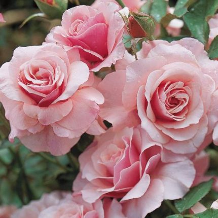 Our Lady of Guadalupe Floribunda Rose